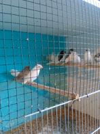 Te koop zebravinken en japañse meeuwen, Dieren en Toebehoren, Vogels | Overige Vogels