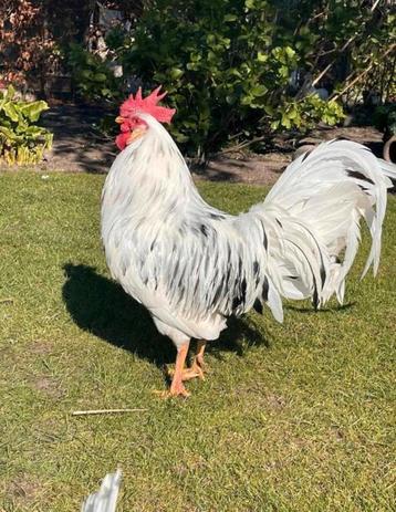 Broedeieren bonte leghorn beschikbaar voor biedingen