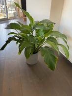 Mooie grote kamerplant Lepelplant, Enlèvement