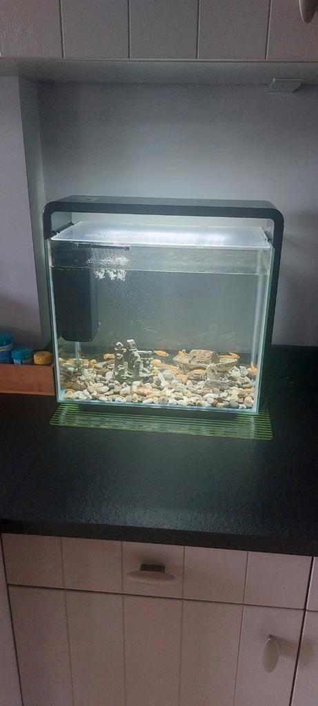 Goudwindes, vissen, Dieren en Toebehoren, Vissen | Aquariumvissen