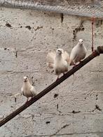 3 witte duiven, Dieren en Toebehoren