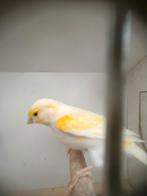 Geel mozaïek kanaries 2025, Dieren en Toebehoren