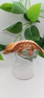 1.0 Super witte Rode Tricolor wimpergekko man, Dieren en Toebehoren, Hagedis, Tam, 0 tot 2 jaar