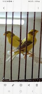 Raza kanaries, Dieren en Toebehoren, Vogels | Kanaries