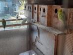 Nestkasten voor parussen 2euro stuk, Dieren en Toebehoren, Vogels | Parkieten en Papegaaien