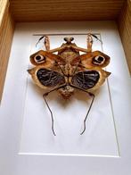 Prachtige Mantis Deroplatys Dessicata uit Maleisië onder fra, Nieuw, Opgezet dier, Ophalen of Verzenden, Insect