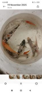 Eigen kweek koi, Dieren en Toebehoren, Vissen | Vijvervissen, Karper of Koi