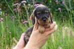 Ruwhaar dwerg teckel pups (ruwharige dwergteckel), Dieren en Toebehoren, België, CDV (hondenziekte), 8 tot 15 weken, Dwerg