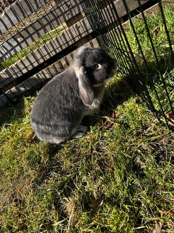 NHD voedster beschikbaar voor biedingen