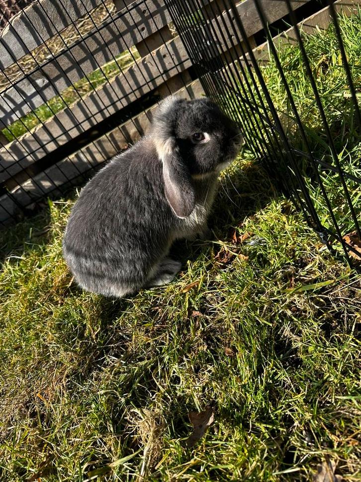 NHD voedster, Dieren en Toebehoren, Konijnen, Dwerg, Vrouwelijk, 0 tot 2 jaar, Hangoor