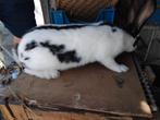 Mooi vlinder te koop rammelaar, Animaux & Accessoires, Lapins