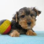 Yorkshire Terrier - Chiots belges à vendre, Animaux & Accessoires, Commerçant, Yorkshire Terrier, 8 à 15 semaines, Plusieurs