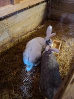 Duitse reuzen, Dieren en Toebehoren, Konijnen, Vrouwelijk, Groot