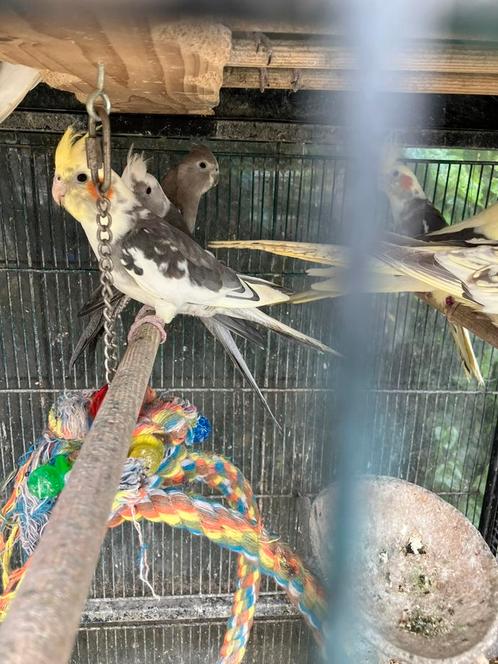 VERSCHILLENDE SOORTEN VALKPARKIETEN VANAF 60 EURO/KOPPEL, Dieren en Toebehoren, Vogels | Parkieten en Papegaaien, Parkiet, Meerdere dieren