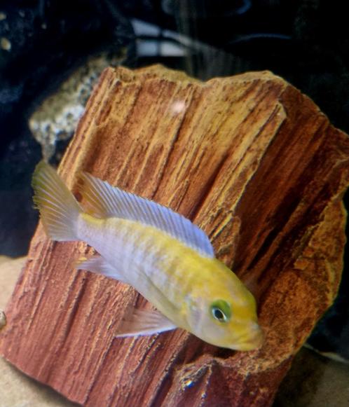 Compleet malawi cichliden bestand/Los verkoop, Dieren en Toebehoren, Vissen | Aquariumvissen