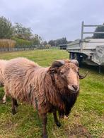 Skudde Schaap ram te koop, Dieren en Toebehoren, Schapen, Geiten en Varkens, Mannelijk, Schaap, 0 tot 2 jaar