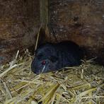 Cavia beer gekruind, Février, Mâle, Cobaye