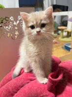 Kittens british golden met stamboom, Dieren en Toebehoren, Katten en Kittens | Raskatten | Korthaar, Kater, Gechipt, 0 tot 2 jaar