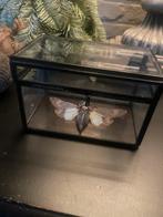 Insect /Pomponia merula in glazen box, Dieren en Toebehoren, Vlinders of Rupsen