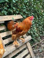 Gratis haantjes / hanen, Dieren en Toebehoren, Mannelijk, Kip