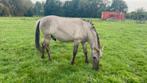 Prachtige hengst (fjord), Dieren en Toebehoren, Hengst, Minder dan 160 cm, 3 tot 6 jaar