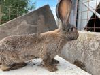 Vlaamse reus, Dieren en Toebehoren, Konijnen, Vrouwelijk