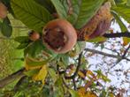 Bio mispels uit eigen tuin, Ophalen