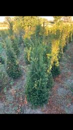 Taxus baccata met kluit, Tuin en Terras, Planten | Struiken en Hagen, Ophalen