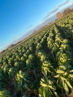 Spruiten (profitus), Zakelijke goederen, Landbouw | Aardappelen, Groenten, Fruit en Vlees, Ophalen