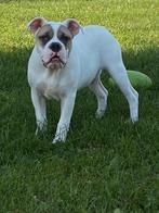 Bulldog pups ( reukes), Dieren en Toebehoren, België, 15 weken tot 1 jaar, Reu, CDV (hondenziekte)