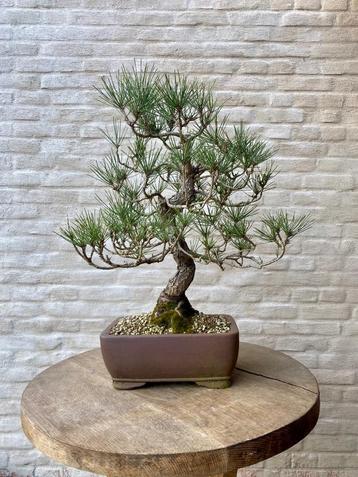 Pinus Thunberghii bonsai beschikbaar voor biedingen