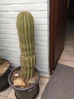 Zuilcactus,115cm groot, Huis en Inrichting, Kamerplanten, Ophalen