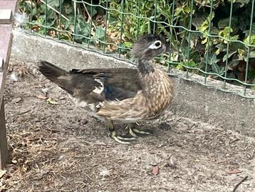 Mandarijn en carolin eend (hennen) te koop, Canard