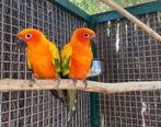 Conure Soleil Couple Reproducteur, Animaux & Accessoires, Oiseaux | Perruches & Perroquets
