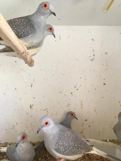 WINTER HARDE KWEEKRIJPE DIAMANTDUIFJES NU 15 EURO/KOPPEL, Dieren en Toebehoren, Vogels | Duiven, Overige soorten, Meerdere dieren