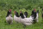 jonge lakenvelder kippen, Dieren en Toebehoren, Vrouwelijk, Kip