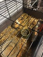 Cavia en toebehoren, Cavia, Augustus, Mannelijk, Tam