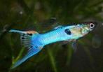 Poisson guppy Endler, Ophalen, Zo goed als nieuw