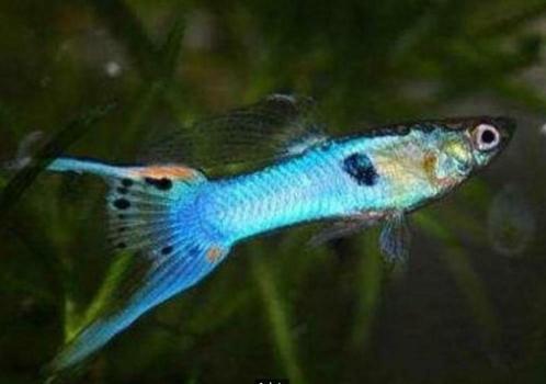 Poisson guppy Endler, Dieren en Toebehoren, Vissen | Aquaria en Toebehoren, Zo goed als nieuw, Ophalen