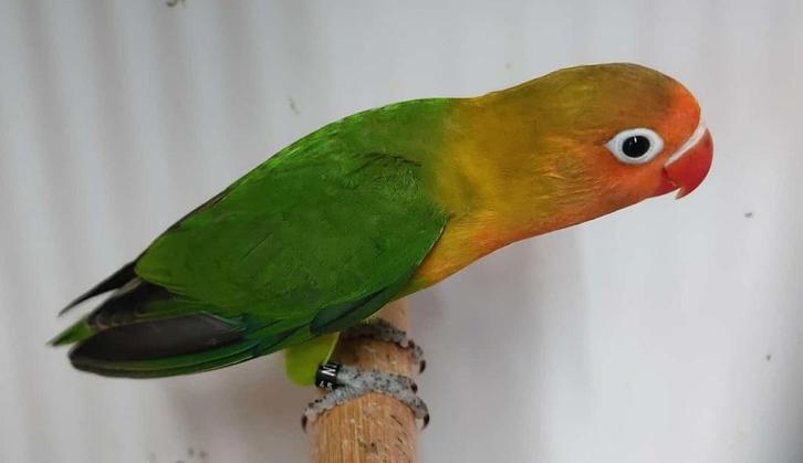 Fischerie MAN (DNA attest) - wildkleur, Dieren en Toebehoren, Vogels | Parkieten en Papegaaien, Dwergpapegaai of Agapornis, Mannelijk