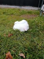 Konijnen, Dieren en Toebehoren, Konijnen, Geslacht onbekend, Middelgroot, 0 tot 2 jaar