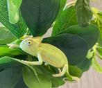 Jemenkameleon (Chamaeleo calyptratus), Hagedis, 0 tot 2 jaar