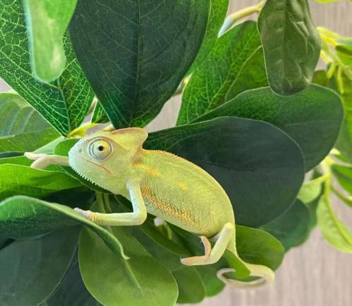 Jemenkameleon (Chamaeleo calyptratus), Dieren en Toebehoren, Reptielen en Amfibieën, Hagedis, 0 tot 2 jaar