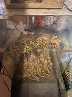 Groot terrarium, Dieren en Toebehoren, Ophalen, Gebruikt, Terrarium of Paludarium