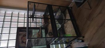 Knaagdier kooi + mannelijke chinchilla beschikbaar voor biedingen