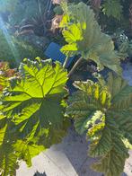 Gunnera manicata - Mammoetblad, Tuin en Terras, Planten | Tuinplanten, Ophalen of Verzenden