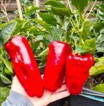 Paprika titan (5 zaden), Ophalen of Verzenden