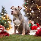 Prachtige American Bully pups, Nederland, 8 tot 15 weken, CDV (hondenziekte), Meerdere