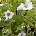 Althaea off. / Echte heemst, Tuin en Terras, Planten | Tuinplanten, Ophalen, Halfschaduw