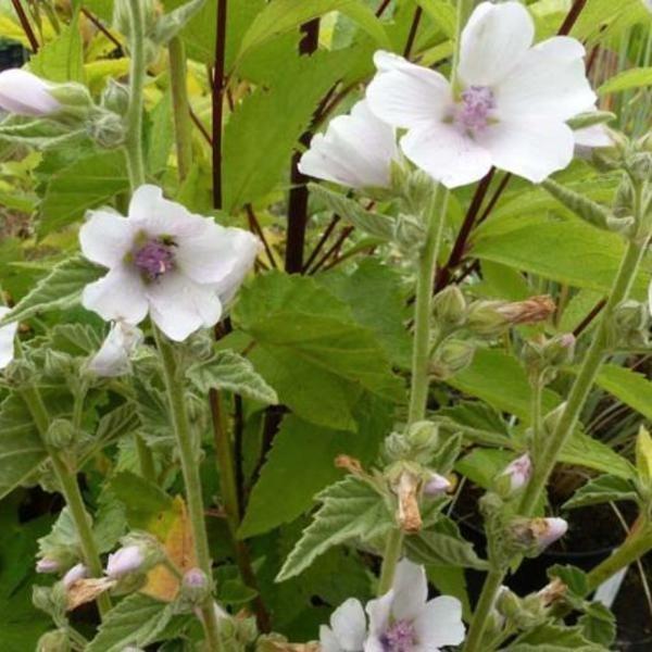 Althaea off. / Echte heemst, Tuin en Terras, Planten | Tuinplanten, Halfschaduw, Ophalen